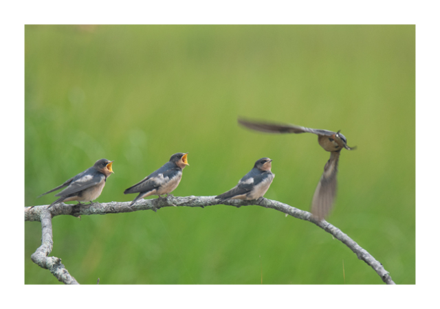 A color photograph shows three fledgling Barn Swallows sitting on a branch. The two fledglings on the left have their beaks wide open, begging. The fledgling on the right has its beak closed. An adult barn swallow is approaching the fledglings on the far right.