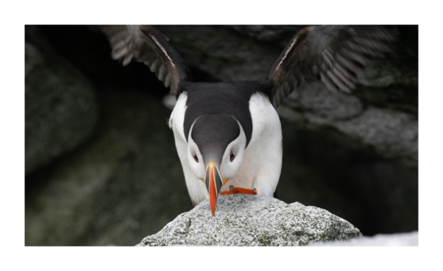 A color photograph of an Atlantic Puffin shows the bird emerging from a cave in granite boulders. The puffin is bent forward waving its wings to help it balance. One orange foot with thick grey claws is visible.