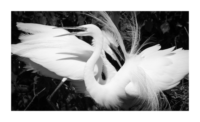 A black and white photo shows two white Great Egrets standing one in front of the other. Their beaks are both open and the bird in front is showing off its aigrettes.