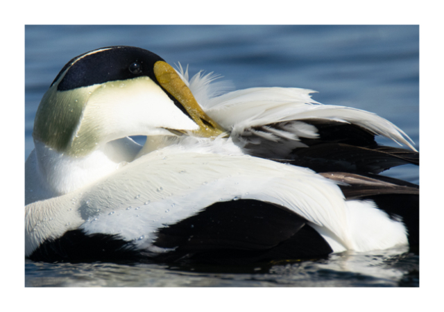 A close up color photograph of a male Common Eider shows him preening his wing while floating in the ocean.