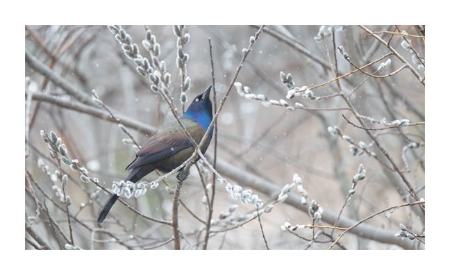 A Common Grackle sits in some pussy willows. The grackle is looking up and a few falling snowflakes are visible in the scene. There is also sunlight coming from somewhere, because the grackle's iridescent bold blue head and purple and bronze body are clearly visible.