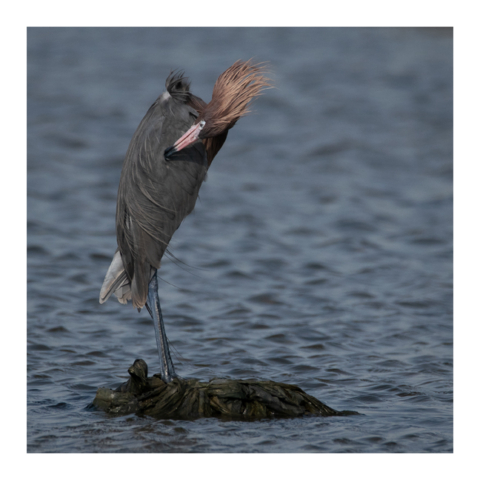 A color photograph shows a dark morph Reddish Egret standing on one leg on a rock in some choppy water. The rock is covered in dark green seaweed and the egret is preening. Feathers on its head and body are visibly blowing in the wind.