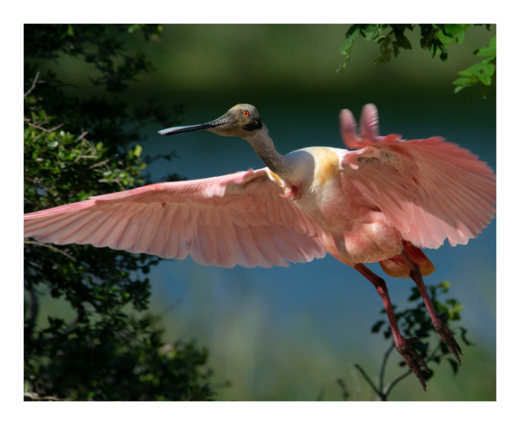 A color photograph shows a Roseate Spoonbill taking off. It is flying more or less towards the camera and its brilliant orange eye has caught the sunlight. The background is blue and green from trees and water.