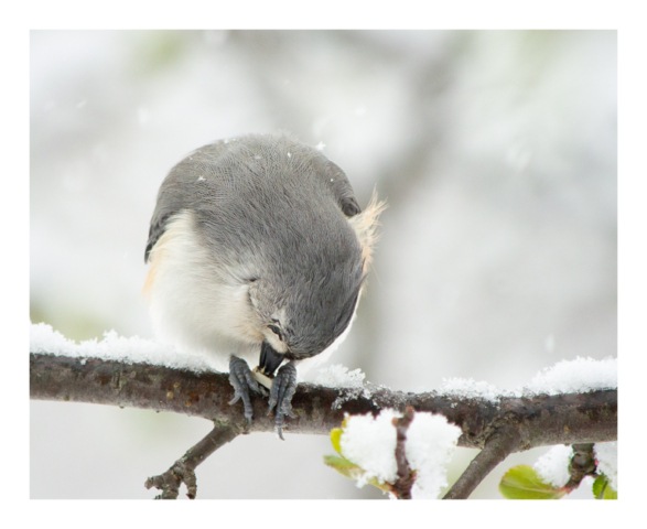 A color photograph showing a Tufted Titmouse perching on a snowy branch holding a seed between its feet. The titmouse is bent over picking at the seed with its beak and a few bright green spring leaves are visible under the snow on the branch. Falling snow is visible in the air and on the titmouse's back.