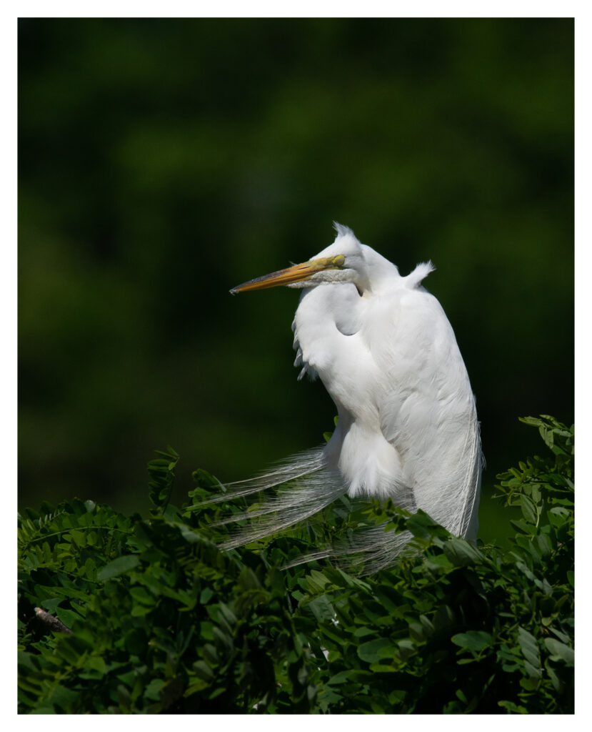 A Great Egret sleeps standing up at the top of a tree. The egret is standing over its nest. There is a slight breeze so its long plumes are visibly blowing in the breeze, and some of the feathers on its back are also blown up. Great egrets are large white birds with yellow bills.