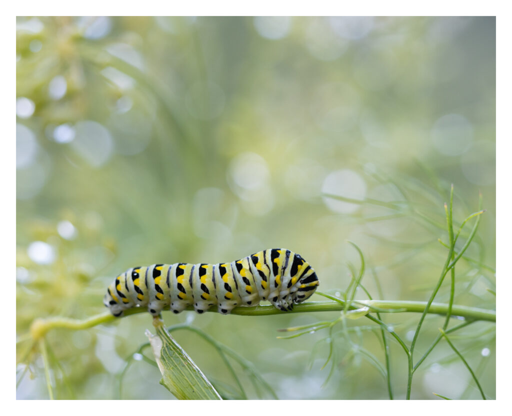 A black swallowtail caterpillar sits on a dill plant. The background of the photo is full of soft white and yellow-green circles created by out of focus raindrops on the dill plant. The caterpillar is black, yellow, white, and mint green.