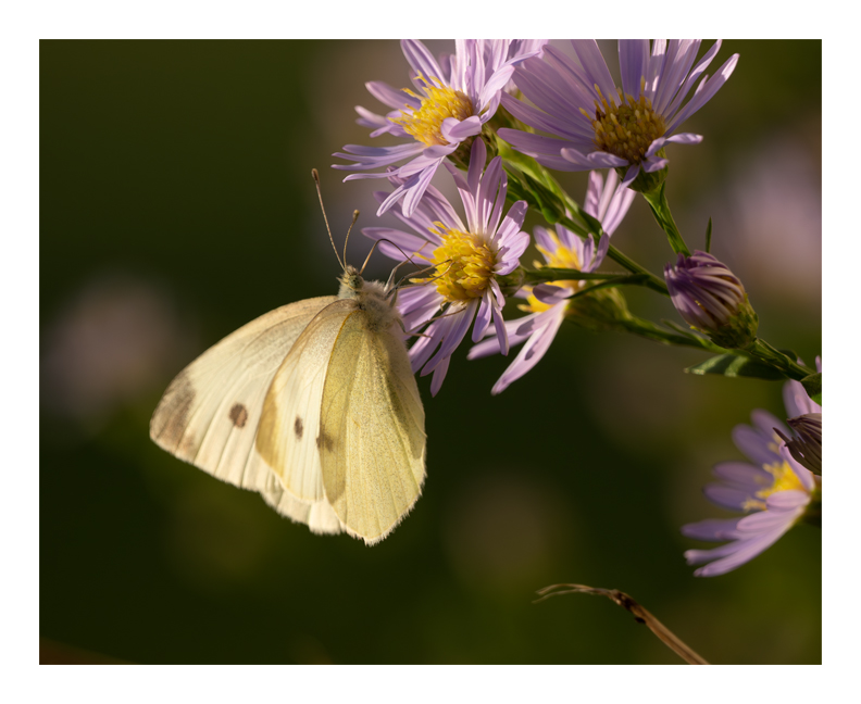 A pale yellow butterfly with light grey markings on its wings perches on pinky-purple aster blooms. The sun was low in the sky when the photo was taken, so the butterfly and asters look more golden than they would at other times of the day.