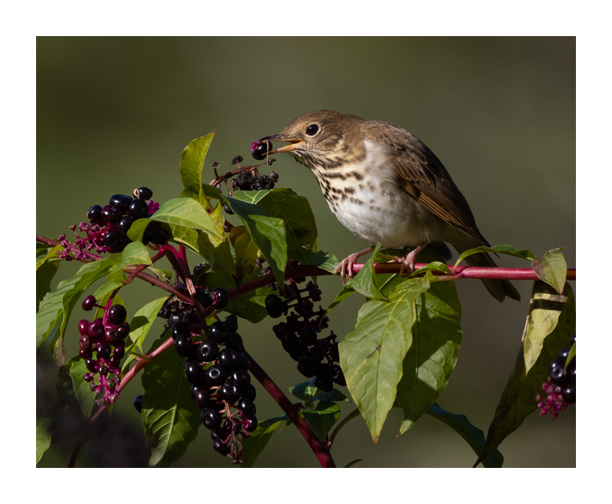 A Hermit Thrush sits on a pokeberry bush branch, with a single pokeberry in its beak. The thrush has a white breast with brown spots and its back and head are golden brown. The pokeerries are deep glossy purple-black.